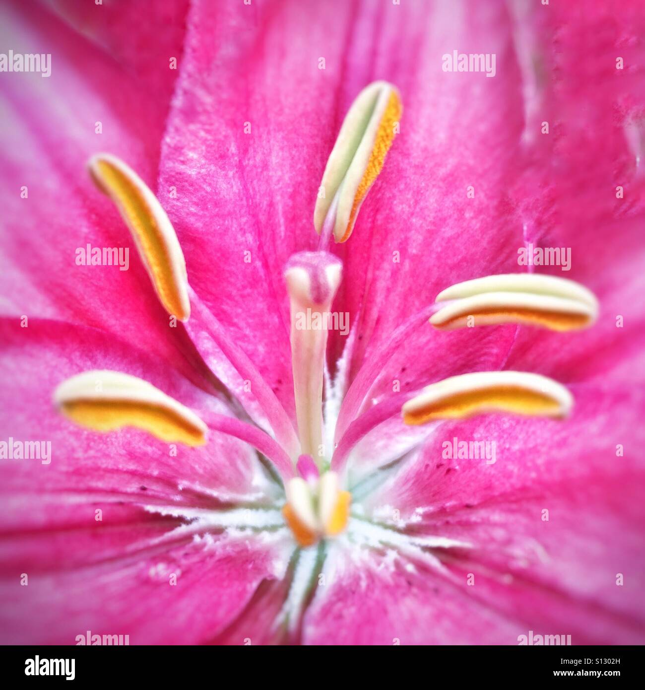 Stami del fiore di giglio Foto Stock