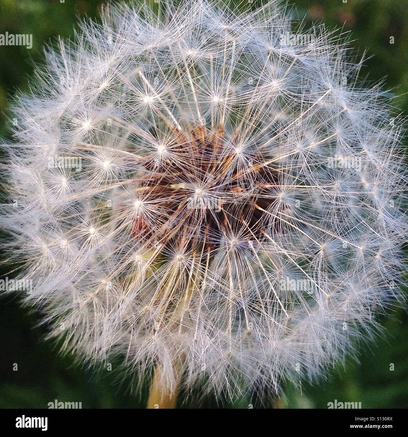 Tarassaco closeup - Immagine stock catturata con smartphone
