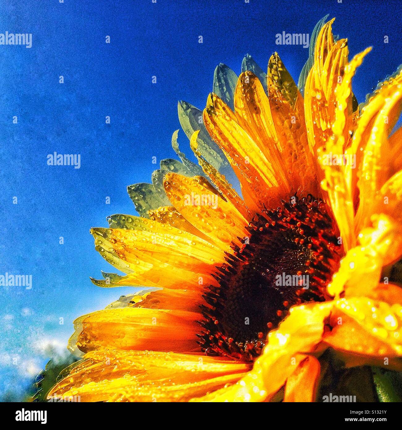 Girasole - Immagine stock catturata con smartphone