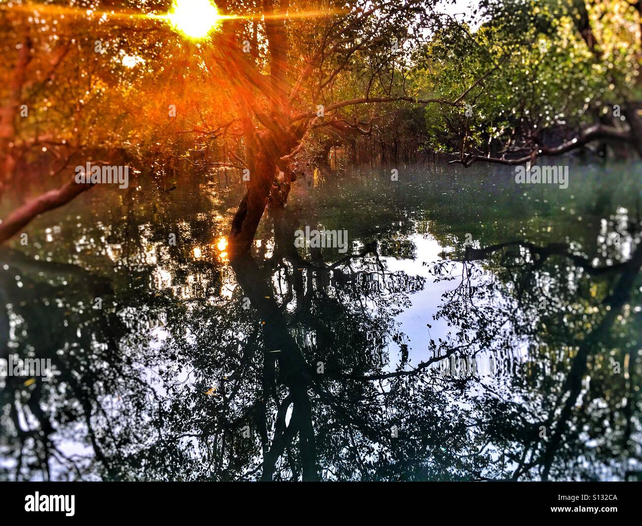 Sunrise nelle mangrovie vicino a Darwin Territorio del Nord, l'Australia. Foto Stock