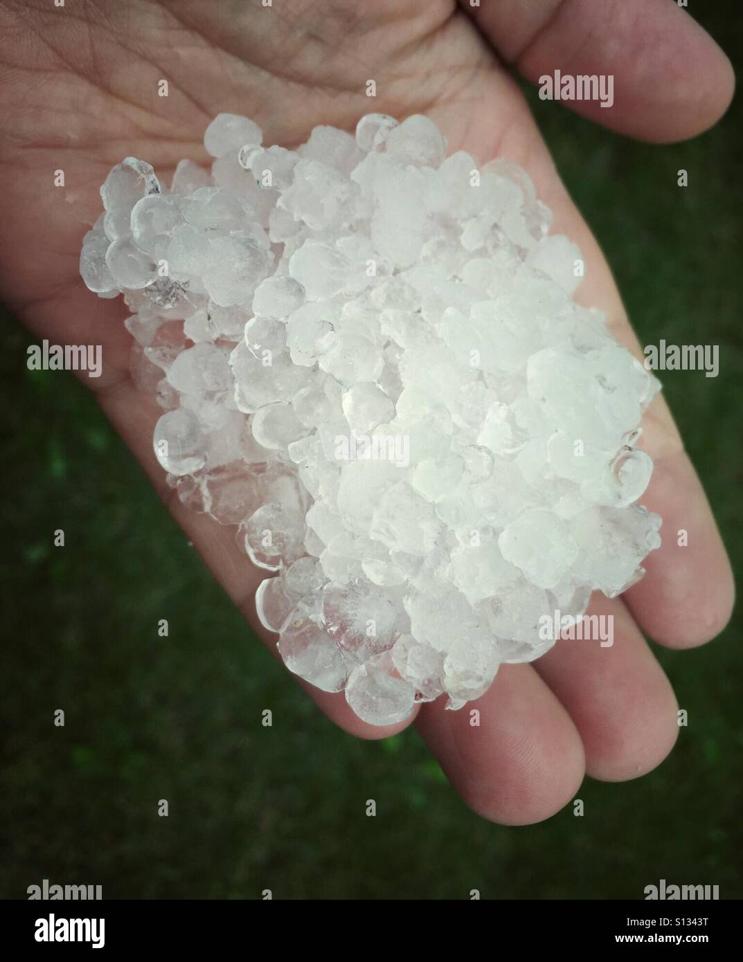 Una mano piena di pellet di ghiaccio da una tempesta estiva svoltasi su erba verde. Foto Stock