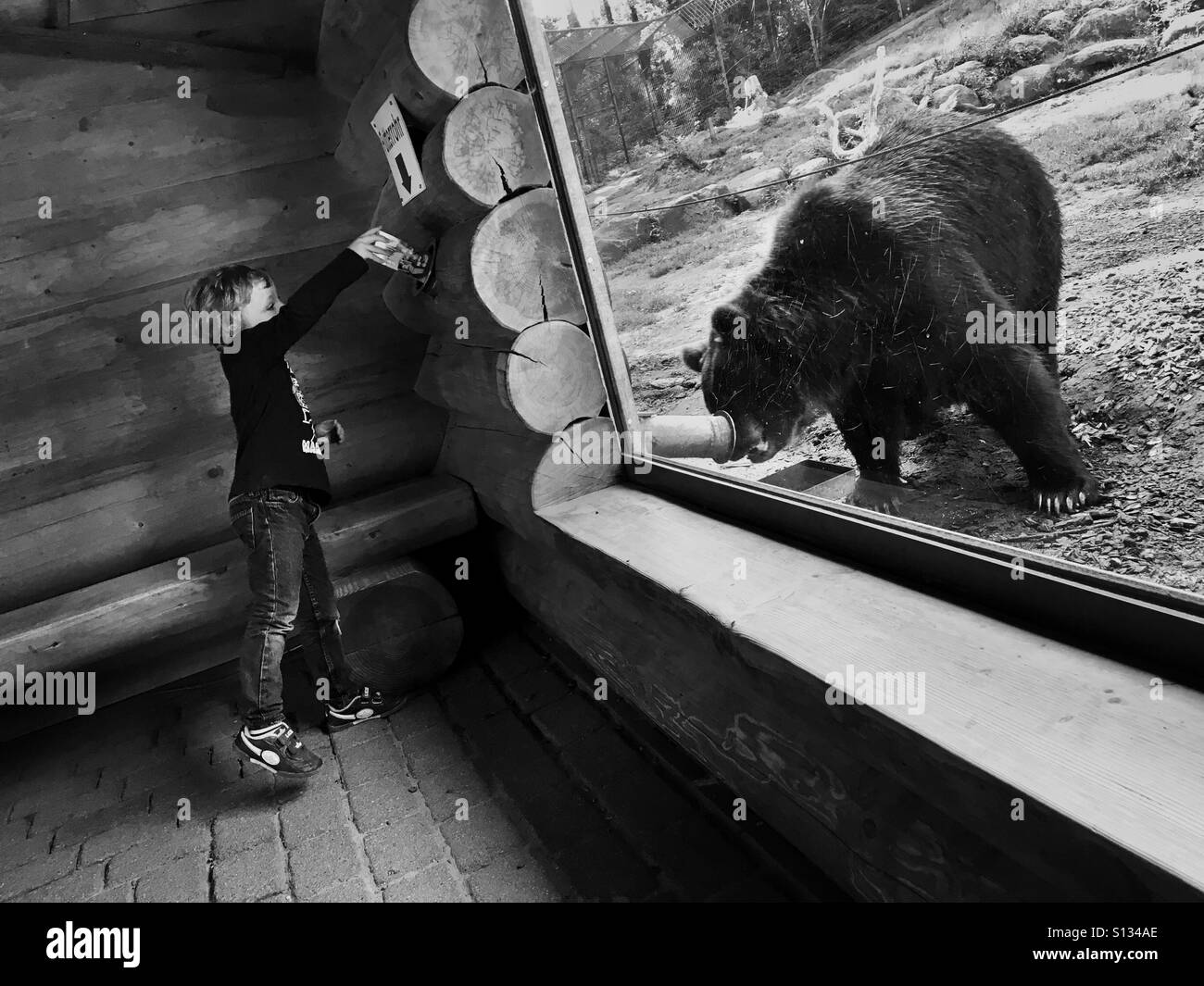 Ragazzo di 5 anni, alimentando un orso grizzly dietro una finestra in uno zoo, Germania Foto Stock