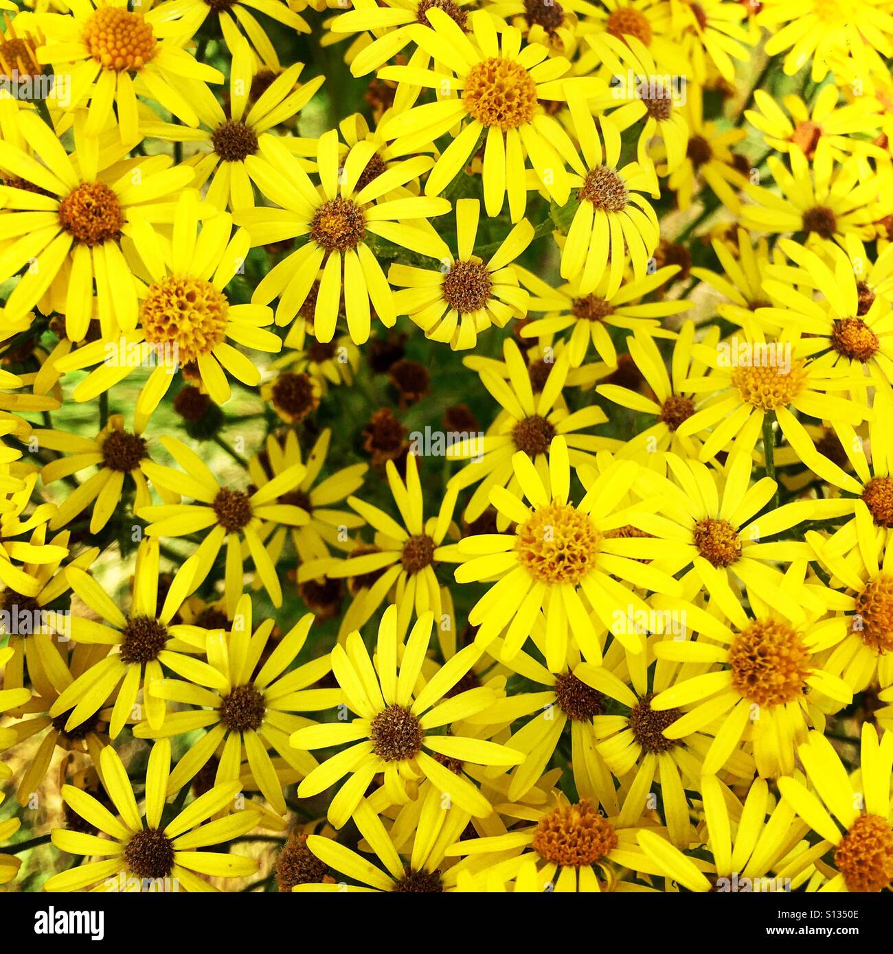 Close-up di un raccolto di wild margherite giallo. - Immagine stock catturata con smartphone