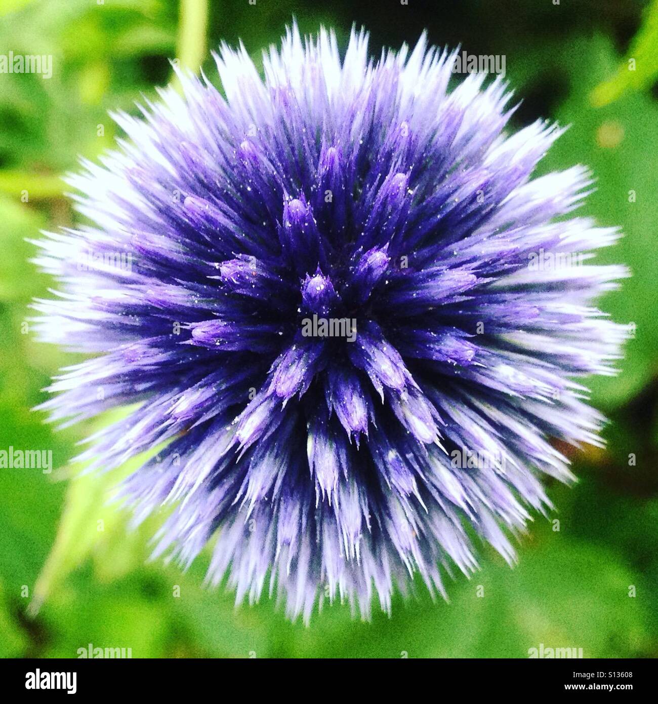Echinops o globe thistle estate simmetria - Immagine stock catturata con smartphone
