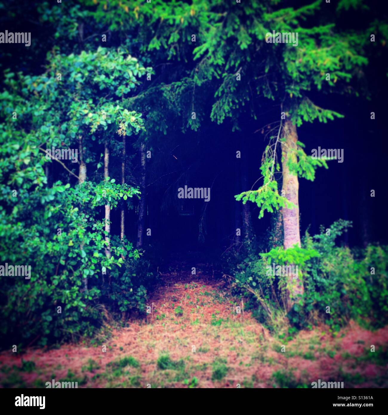 Foresta oscura Foto Stock