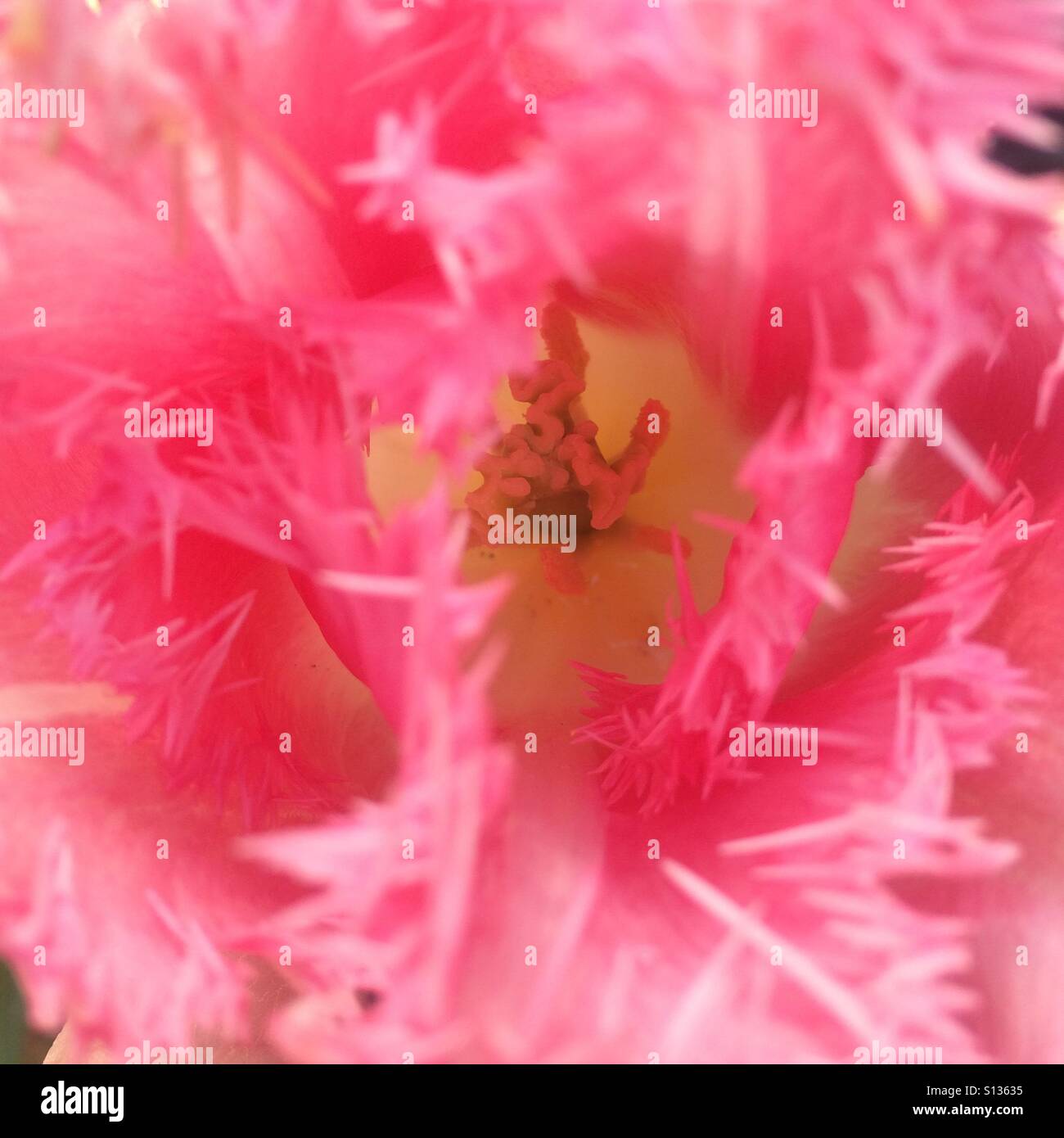 Pink frilly petali - close up - Immagine stock catturata con smartphone