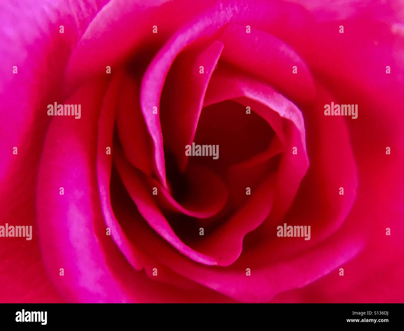 Primo piano di una rosa scuro rosa in miniatura Foto Stock