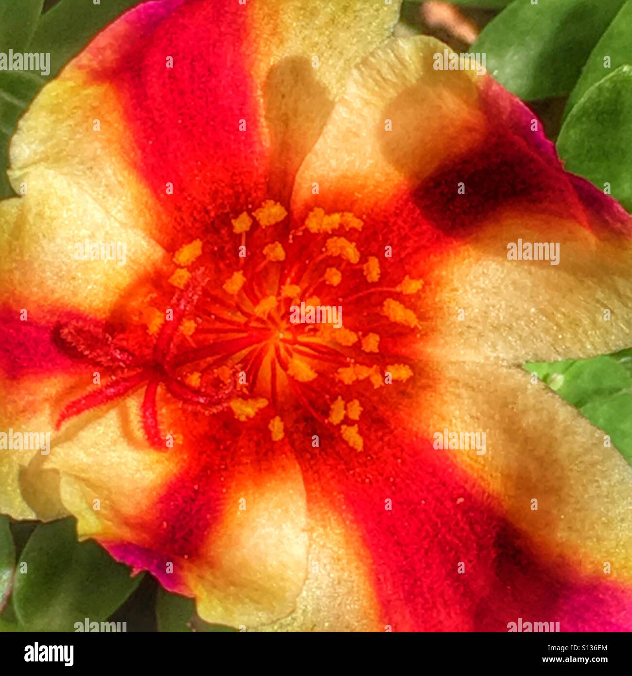 Portulaca umbraticola. Hybrid con rara multi fiori colorati. - Immagine stock catturata con smartphone