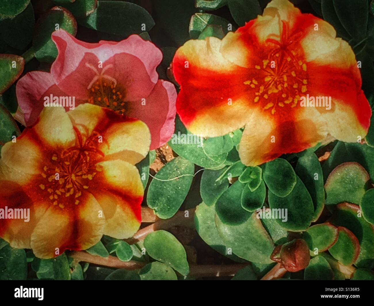 Portulaca umbraticola. Insolito ibrido con strisce di fiori colorati e il solido comune colori sullo stesso impianto. Foto Stock