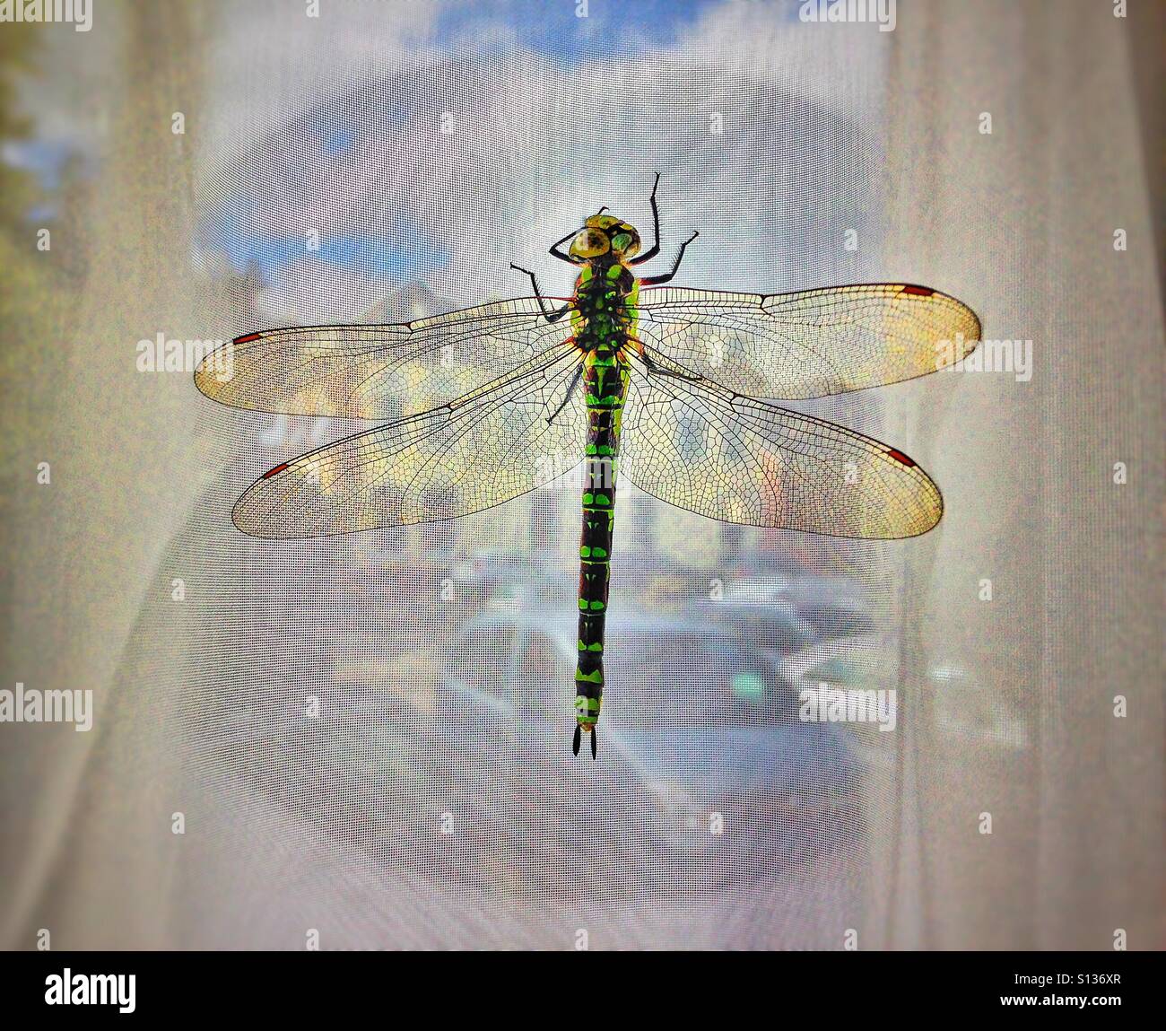 Libellula. Foto Stock