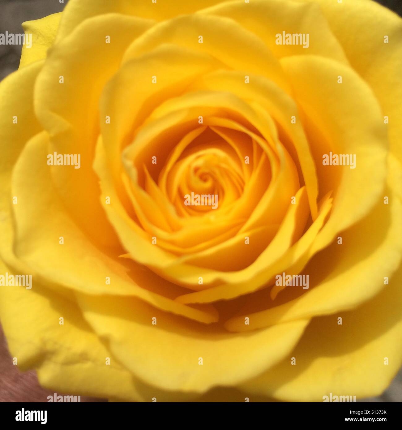 Rosa gialla - close up Foto Stock