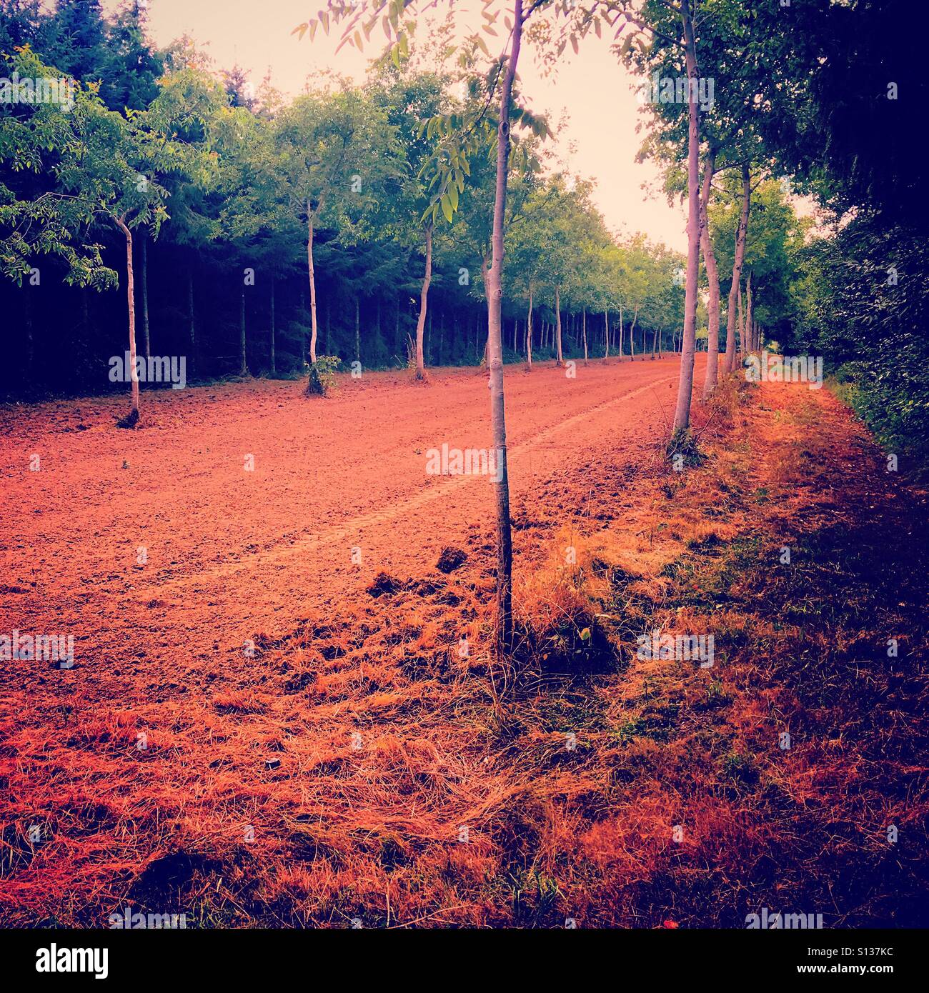 Terra rossa nel campo - Immagine stock catturata con smartphone