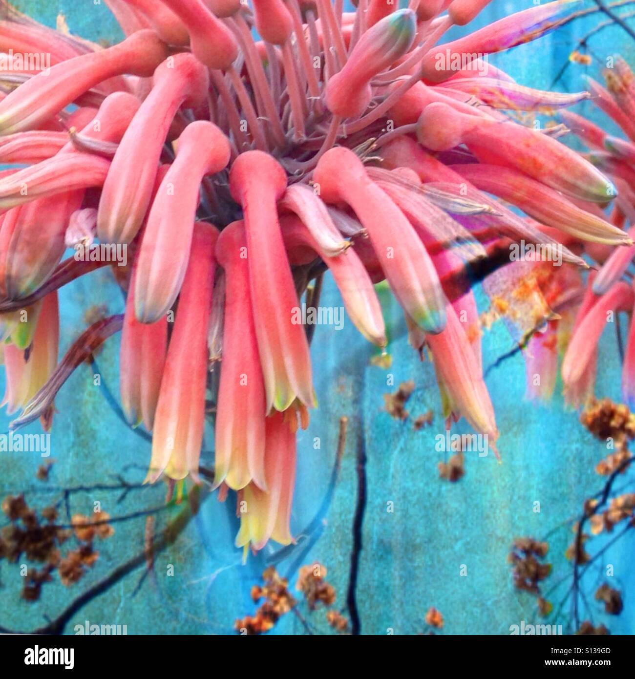Fiore, rosa, Aloe Vera, iPhone foto, stratificati effetto, rami di alberi, luminoso sfondo blu Foto Stock
