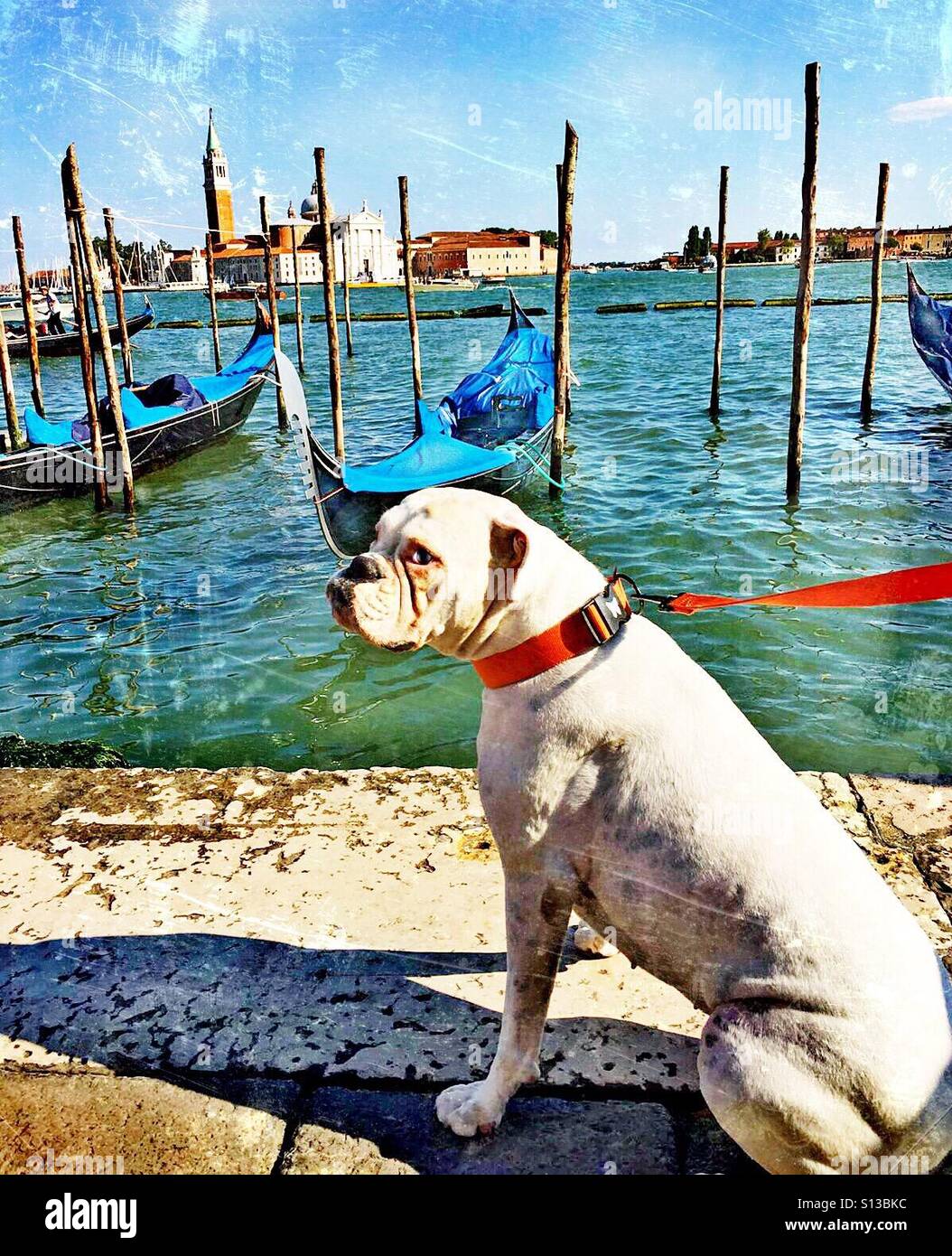 ... Un turista speciale a Venezia ...! - Immagine stock catturata con smartphone