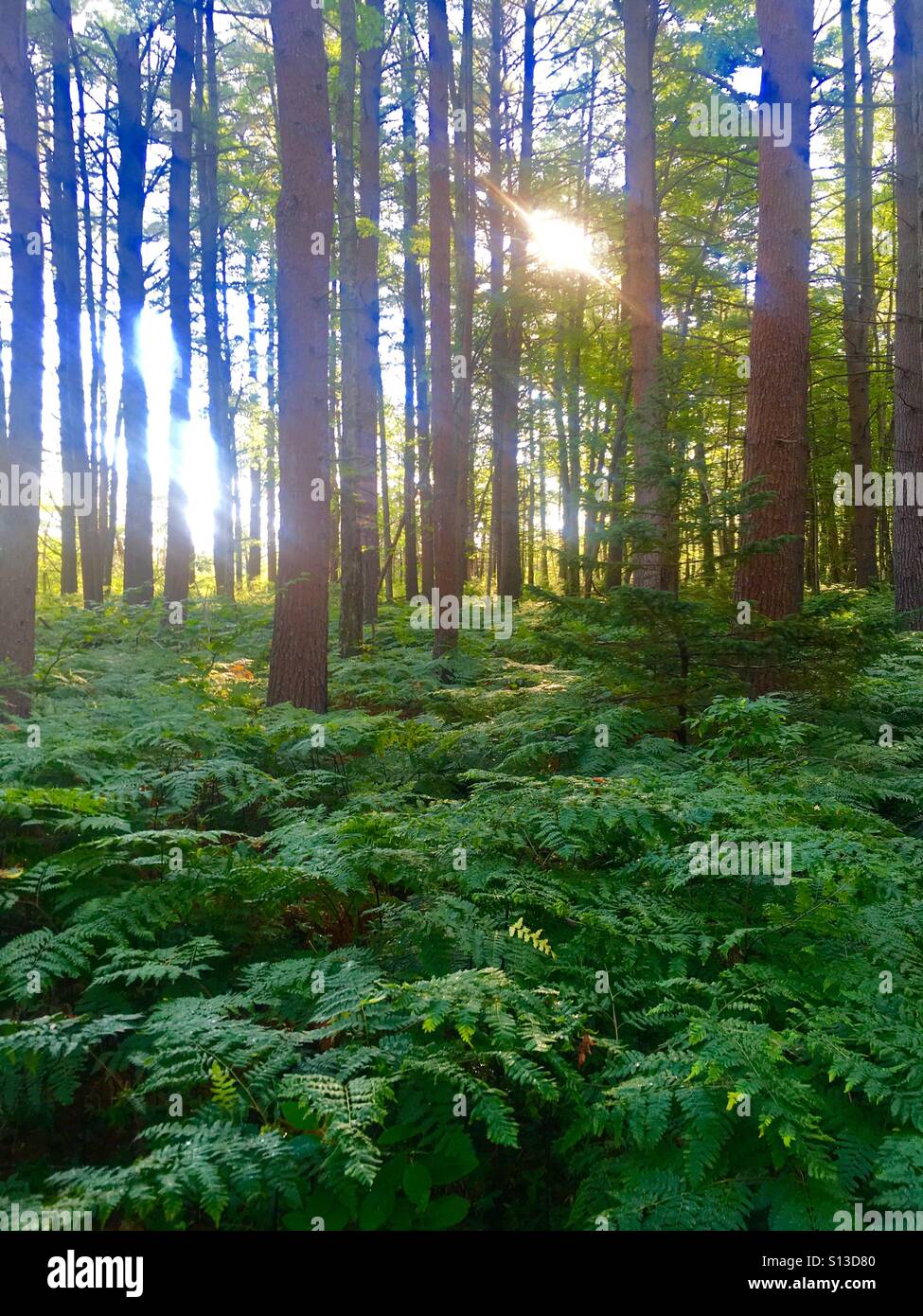 Luce del sole di mattina nella foresta di copertura di massa Foto Stock