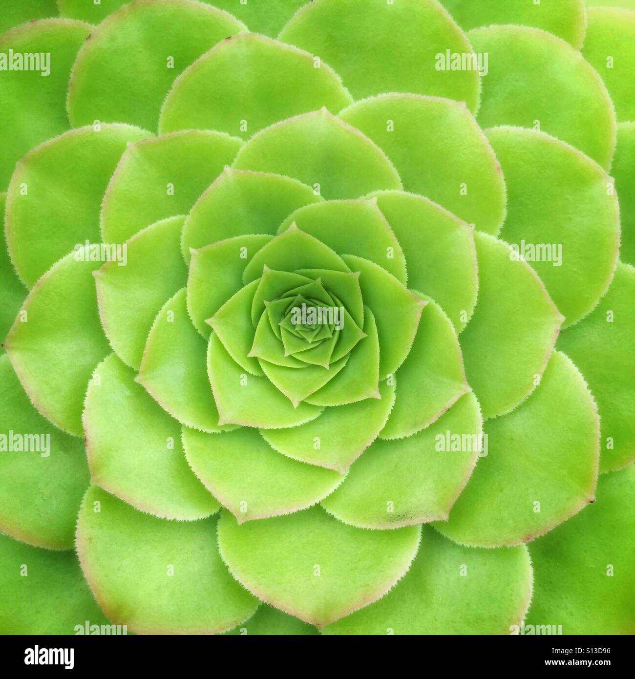 Close-up di verde di piante succulente Foto Stock