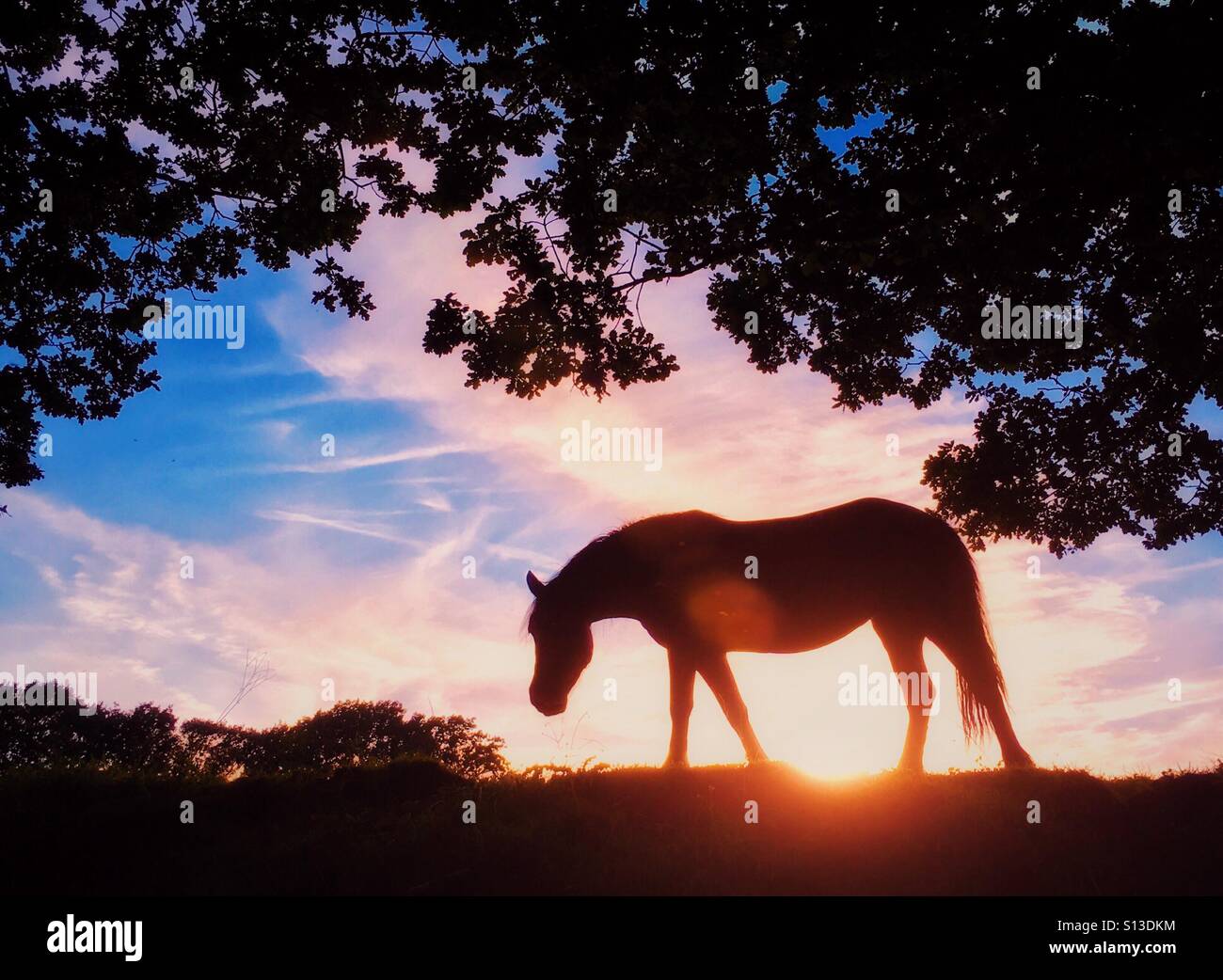 Cavallo sulla skyline di silhouette retroilluminati da sole di setting Foto Stock