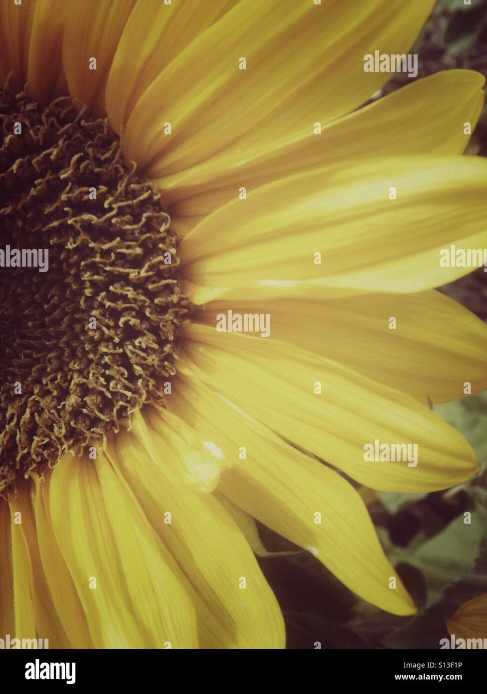 Un primo piano di un girasole con un petalo danneggiato. Foto Stock