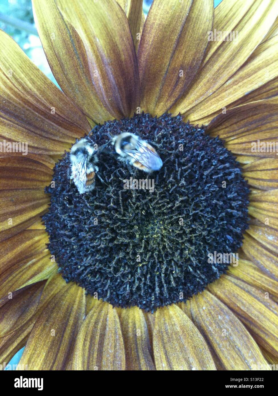 Due le api da miele scuotimento attorno a un girasole. - Immagine stock catturata con smartphone
