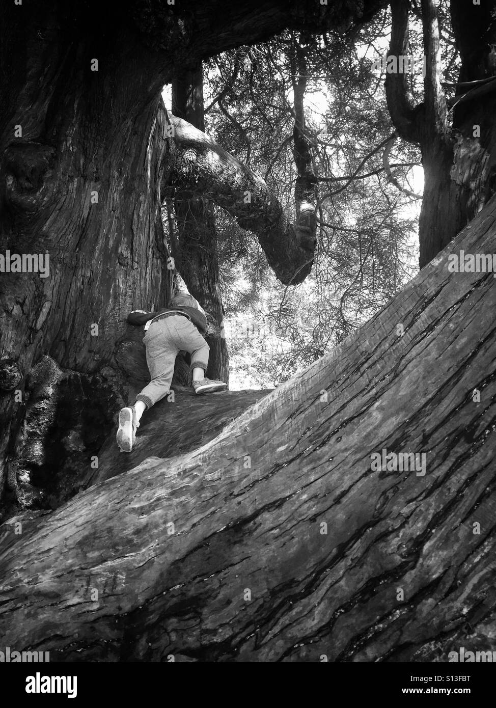 Ragazzo giovane arrampicata grande albero Foto Stock