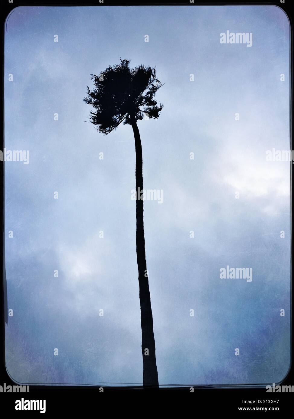 Solo Palm tree in un cielo nuvoloso Foto Stock