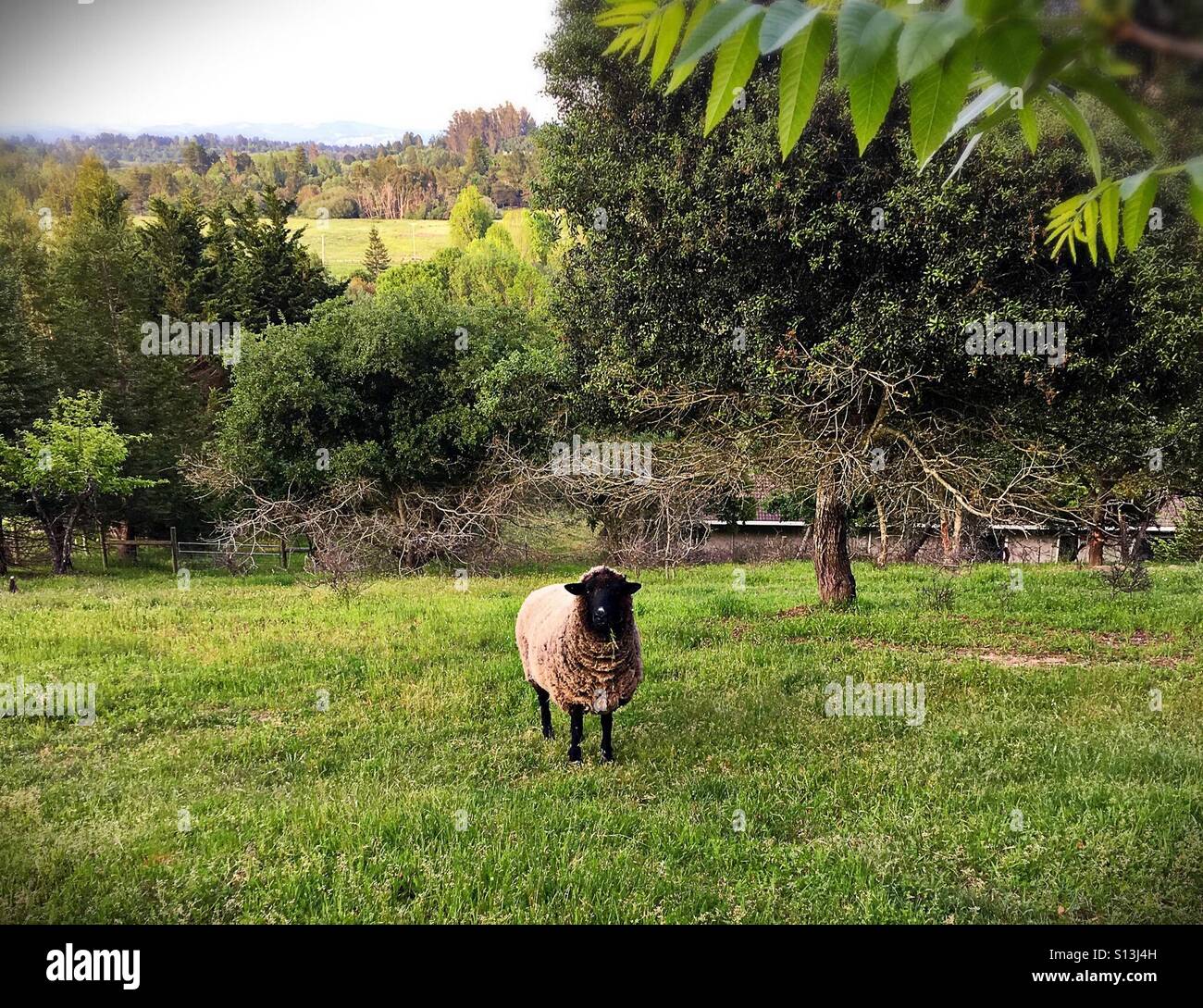 Un fuzzy Pecora in piedi in un campo verde. Foto Stock