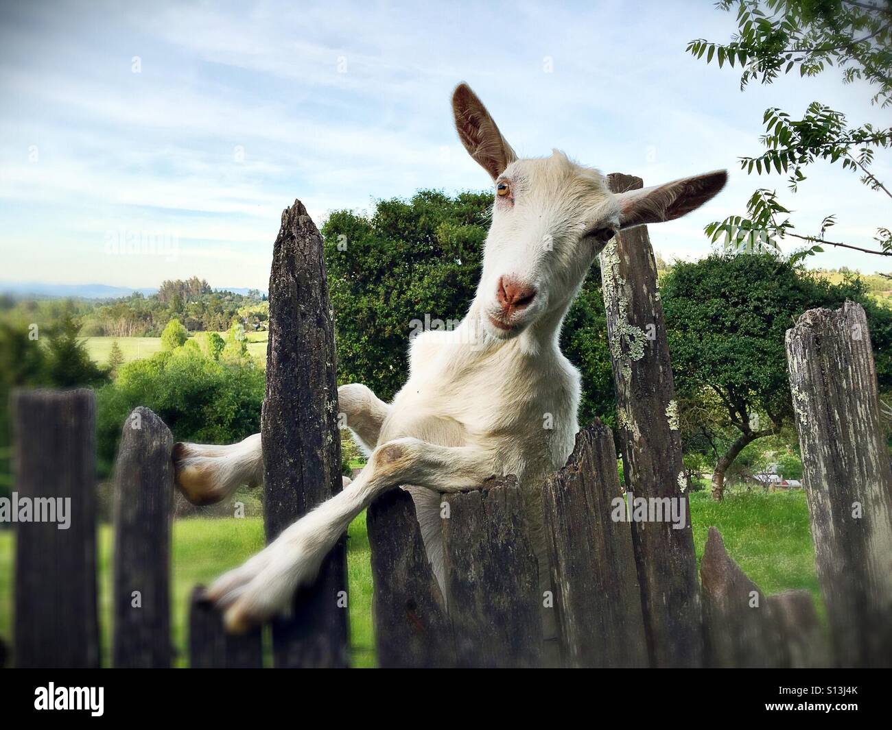 Un divertente di capra bianca appoggiata contro una recinzione. Foto Stock