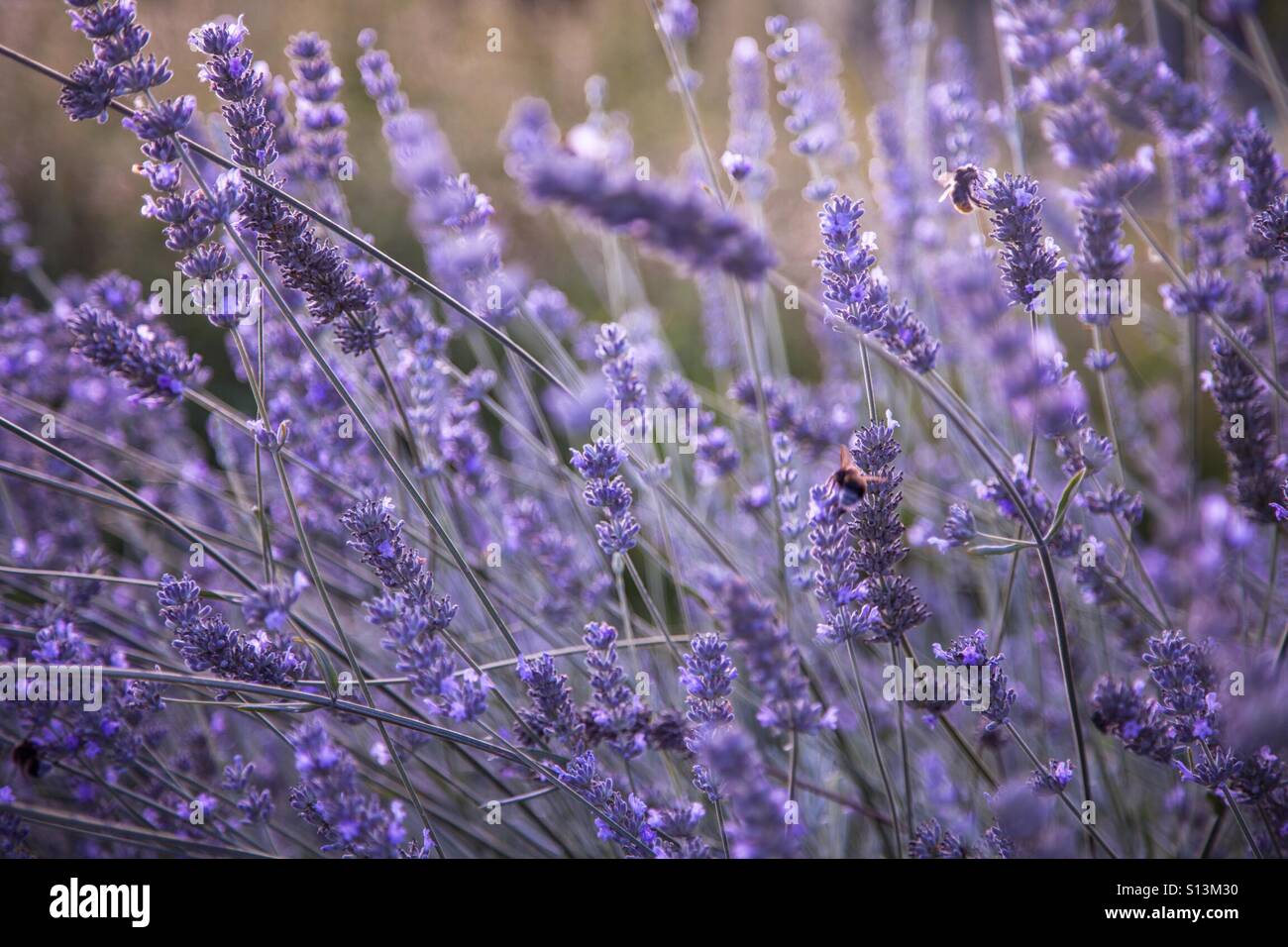 Lavanda vera Foto Stock