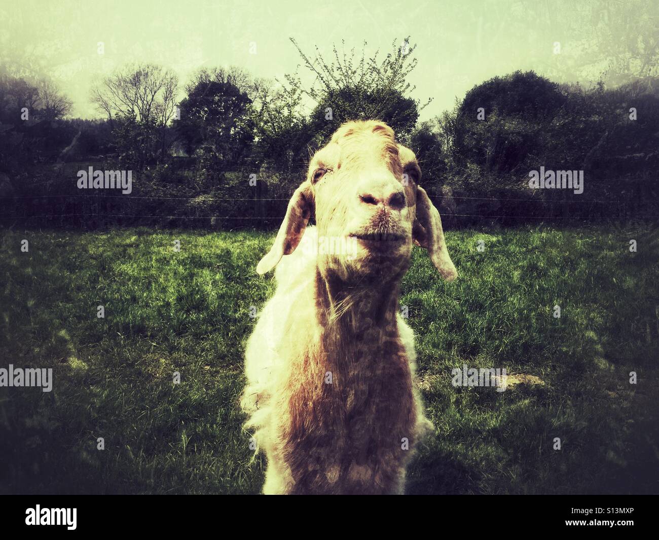 Una capra guardando la telecamera con un effetto grunge filtro - Immagine stock catturata con smartphone