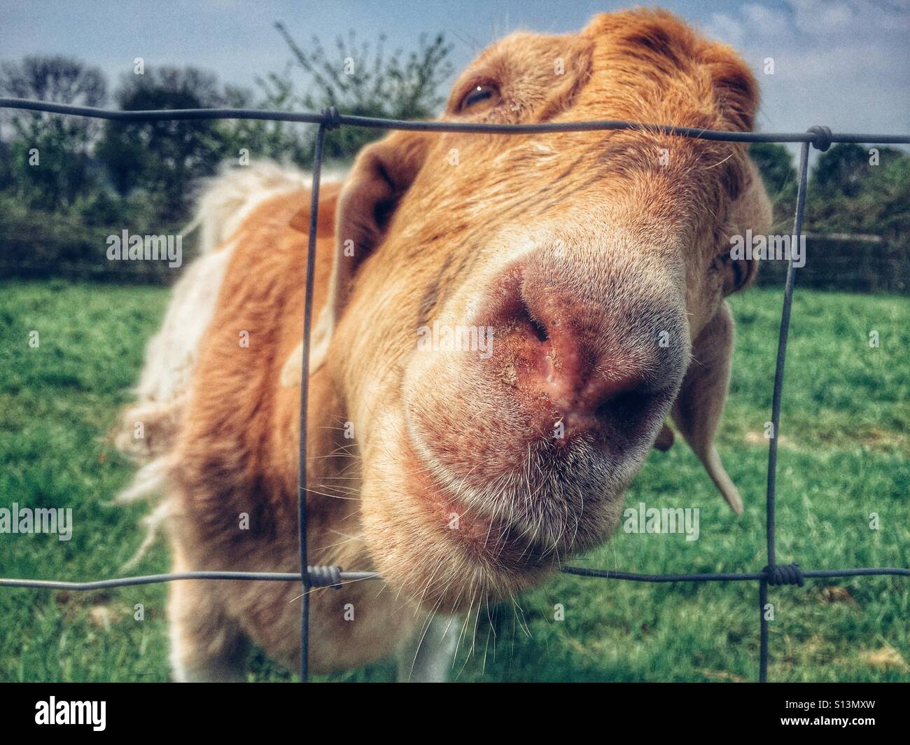 Una capra cercando inquisitively la fotocamera a prenderci il suo naso attraverso un recinto di filo in una fattoria - Immagine stock catturata con smartphone