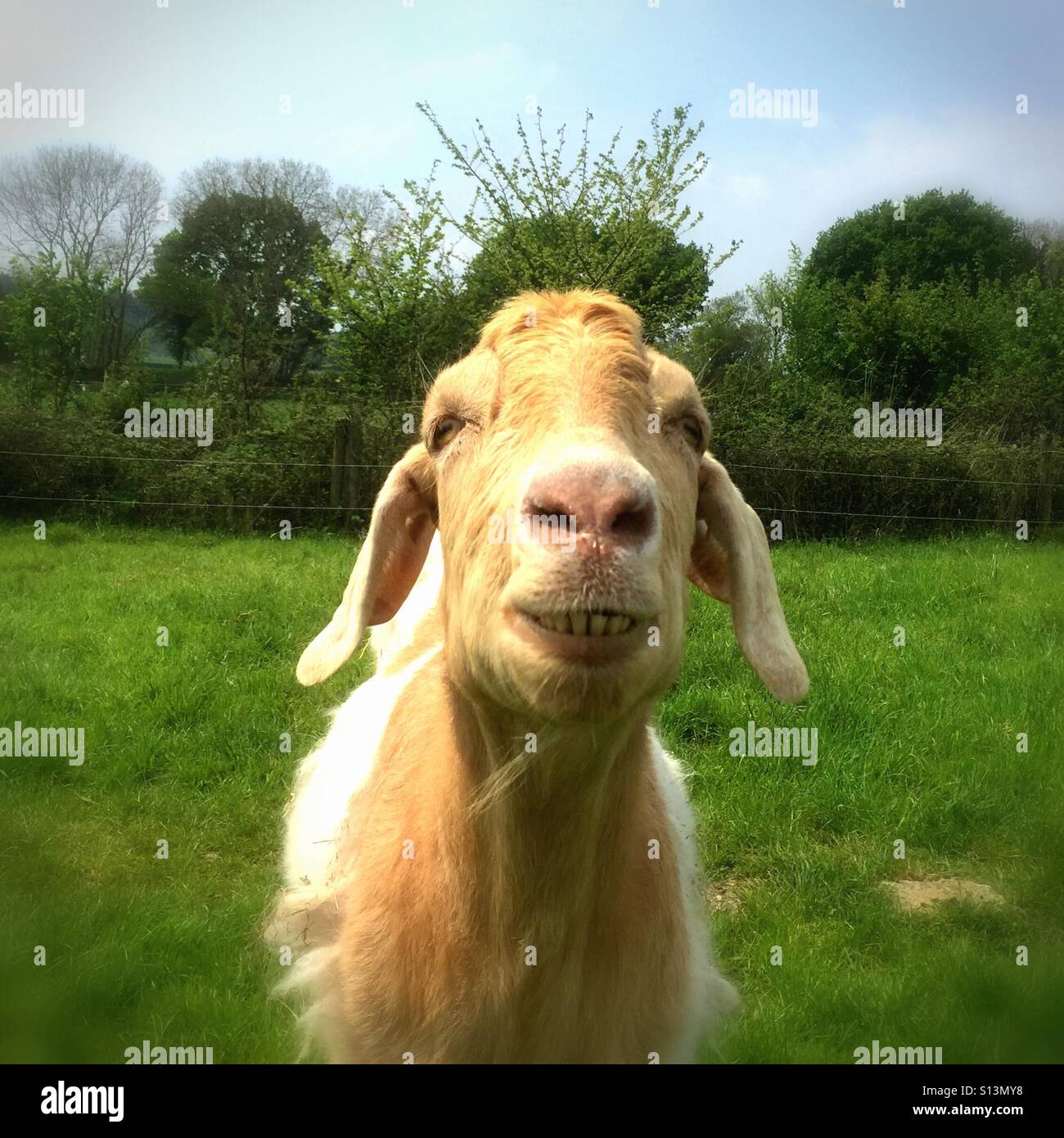 Una capra guardando la telecamera sorridente! - Immagine stock catturata con smartphone