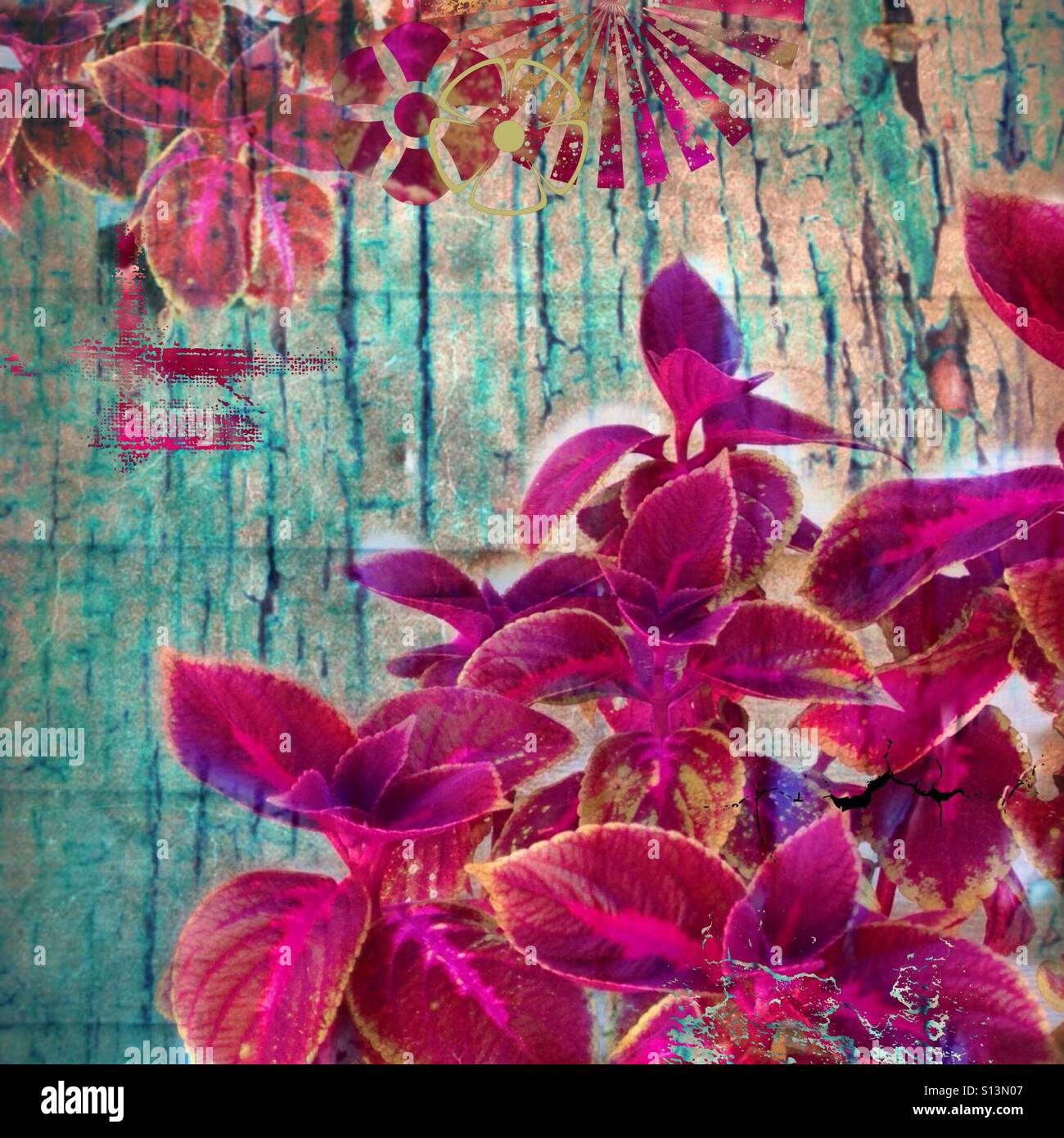Rosa e viola impianto , iPhone, fantasia, natura, boho, grunge, stile foto, modificare con texture di sfondo turchese e filtrata effetti. Foto Stock