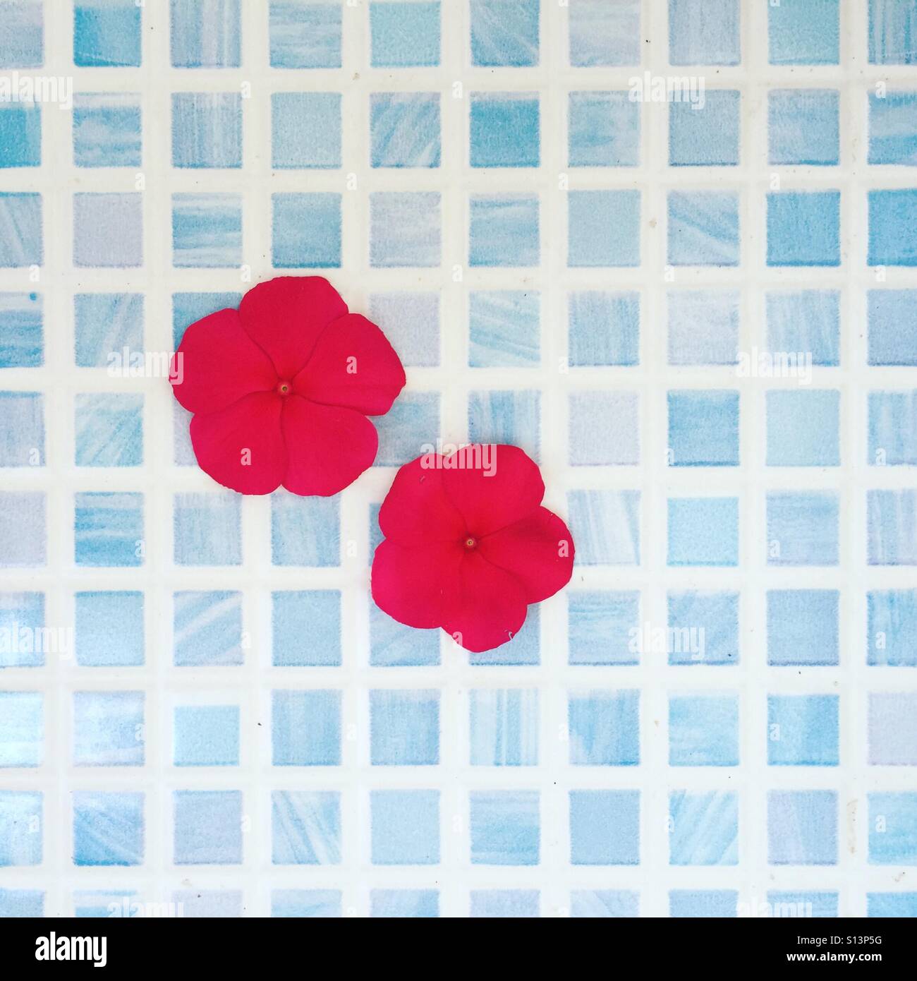 Fiore rosso su tabella blu – contrasto grassetto e estetica minima - Immagine stock catturata con smartphone