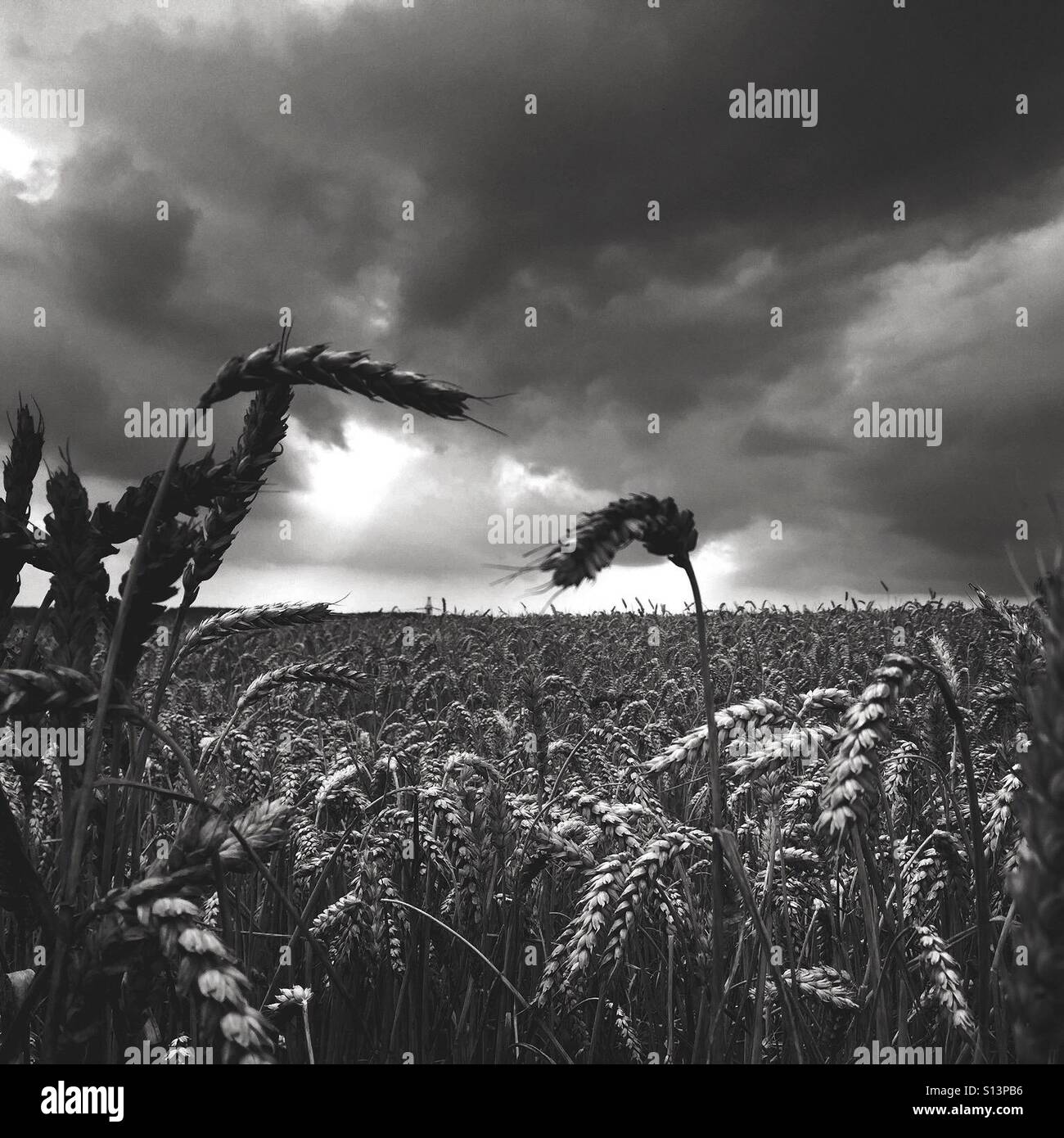 Campo di grano contro il cielo in tempesta in Gran Bretagna Foto Stock