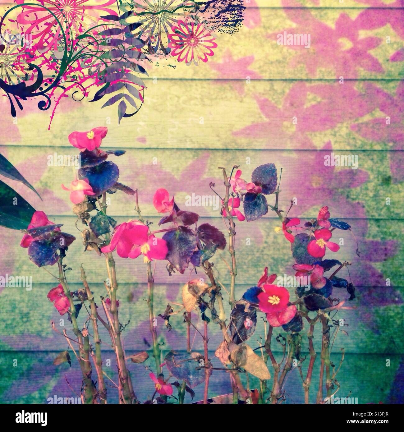 Rosa, viola e verdi, piante e fiori, foto di iPhone, con grafica d'arte e testurizzato, filtrato, sfondo stratificato Foto Stock