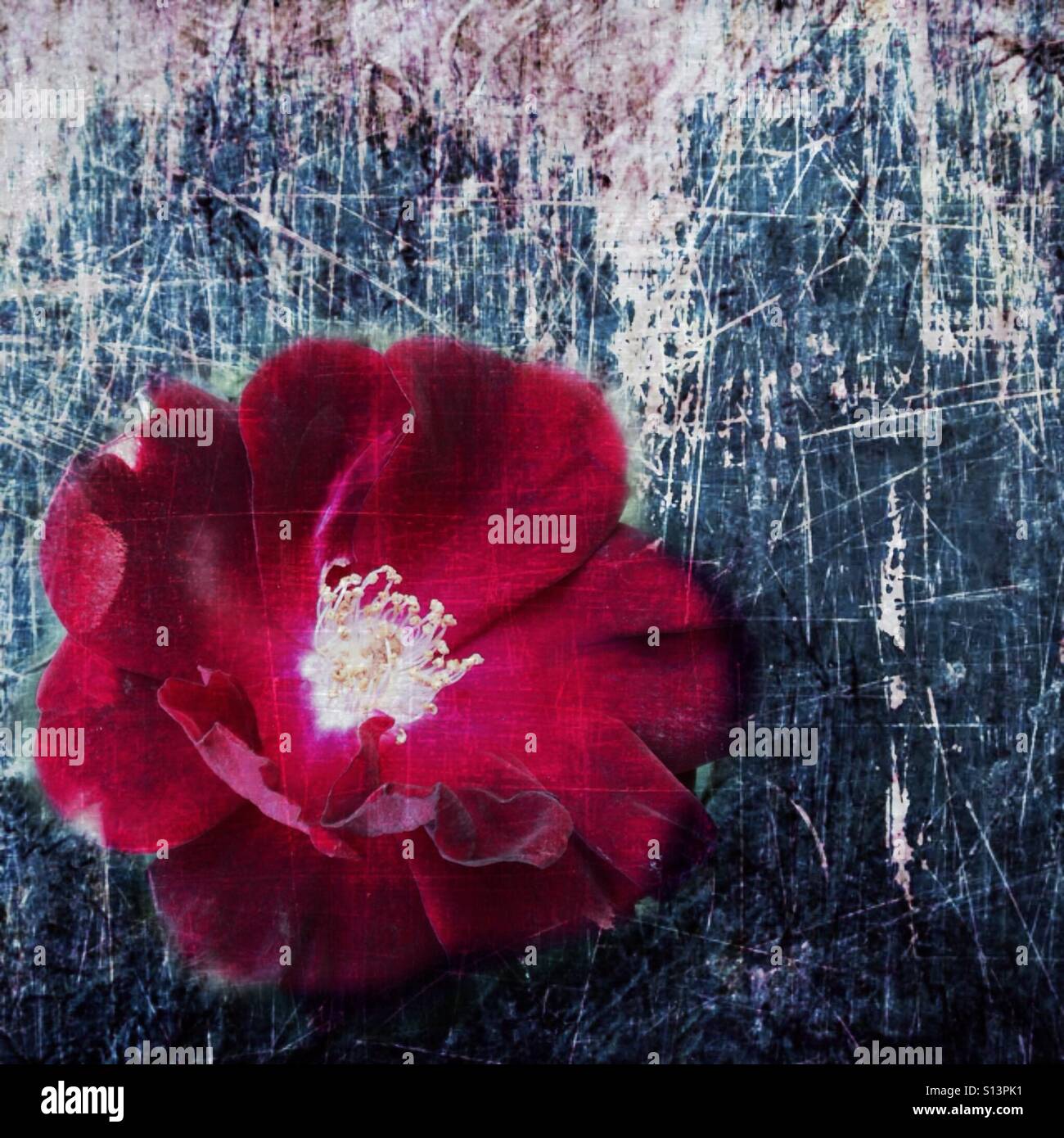 Rosso brillante fiore su grunge textured, effetto sfondo blu Foto Stock
