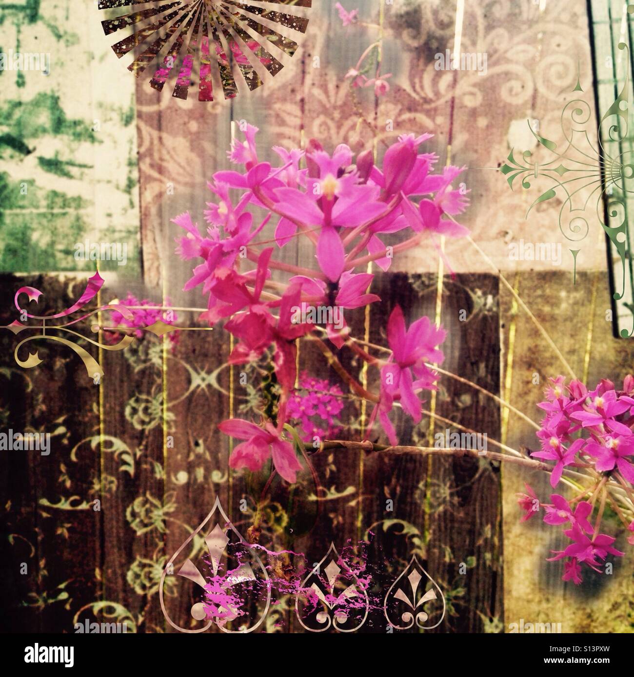 Trasognata Shabby Chic, petali di rosa, grunge testurizzati, sfondo con grafica ed effetti Foto Stock