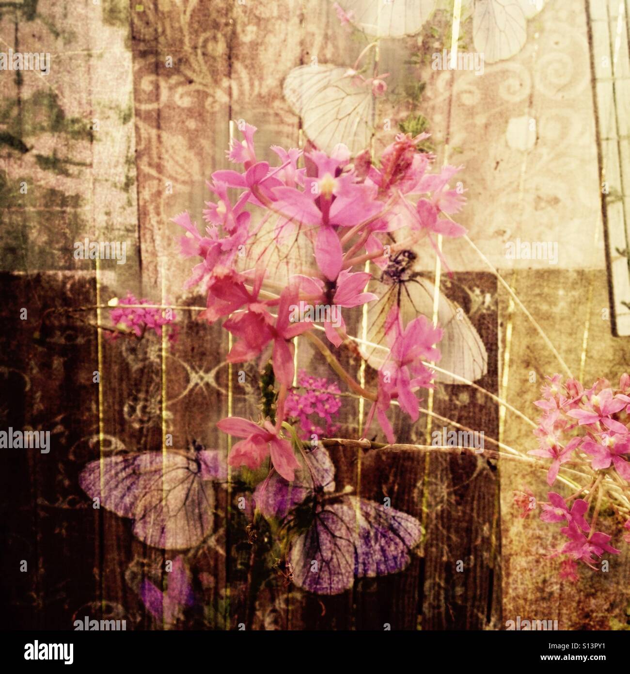 Squallido, boho, grunge, rosa e viola di farfalle e petali, iPhone foto con Photo stratificato e filtrata effetti di tessitura e graphic design Foto Stock