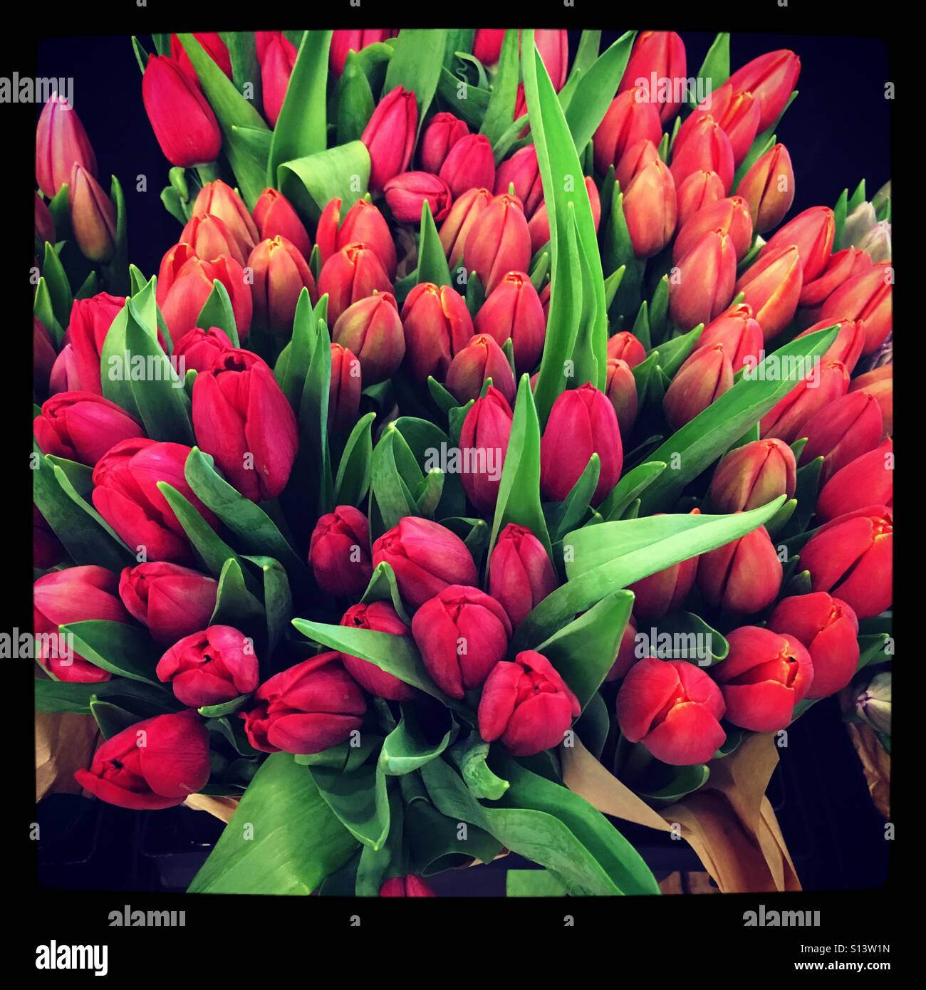 Tulipani rossi per la vendita Foto Stock