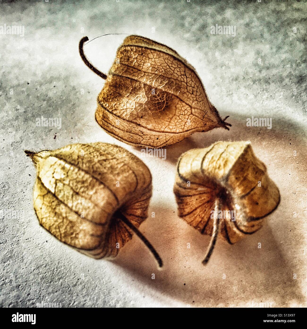 Cape ribes noto anche come lanterne cinesi Foto Stock