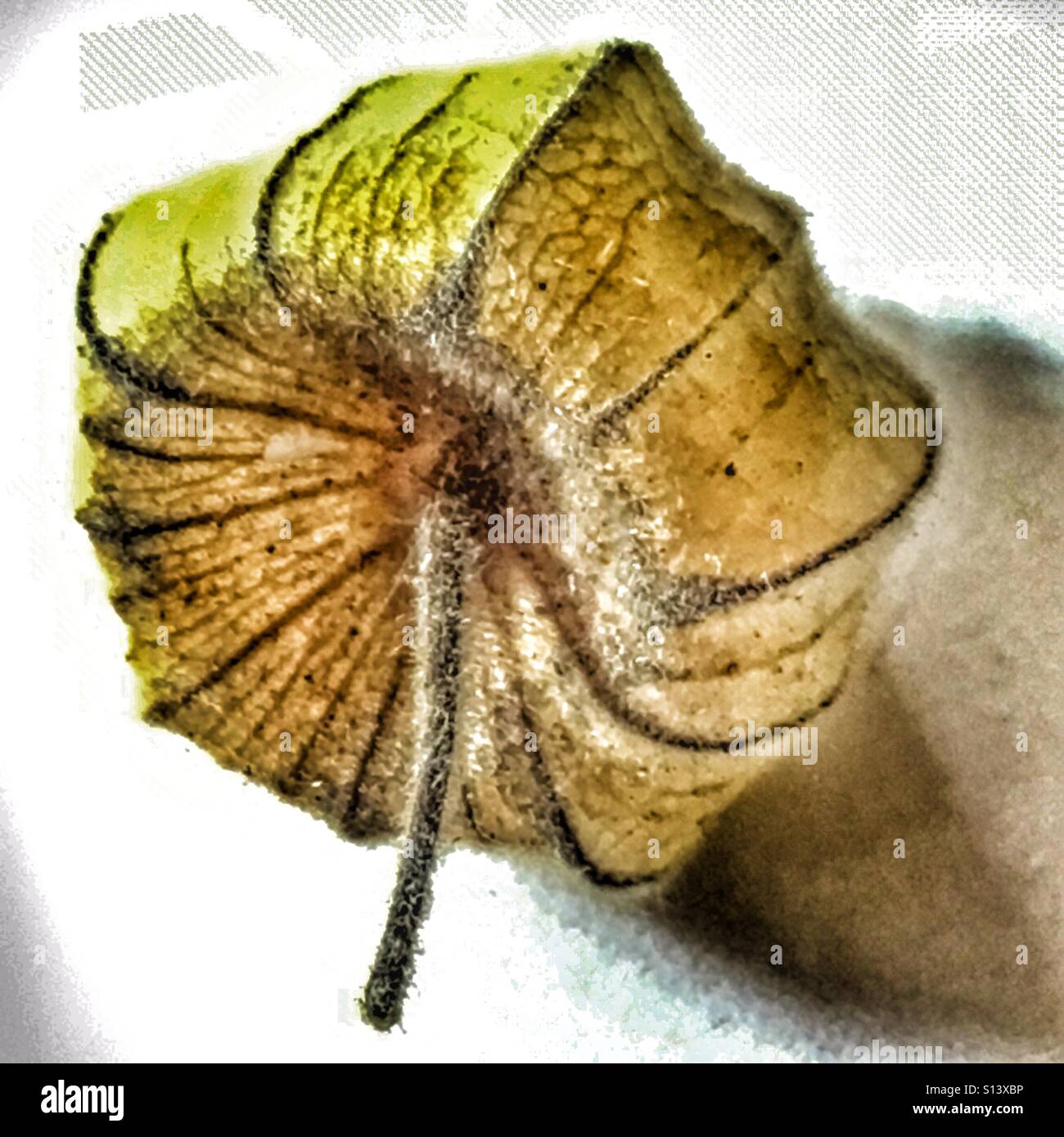 Cape gooseberry. Physalis peruviana - Immagine stock catturata con smartphone