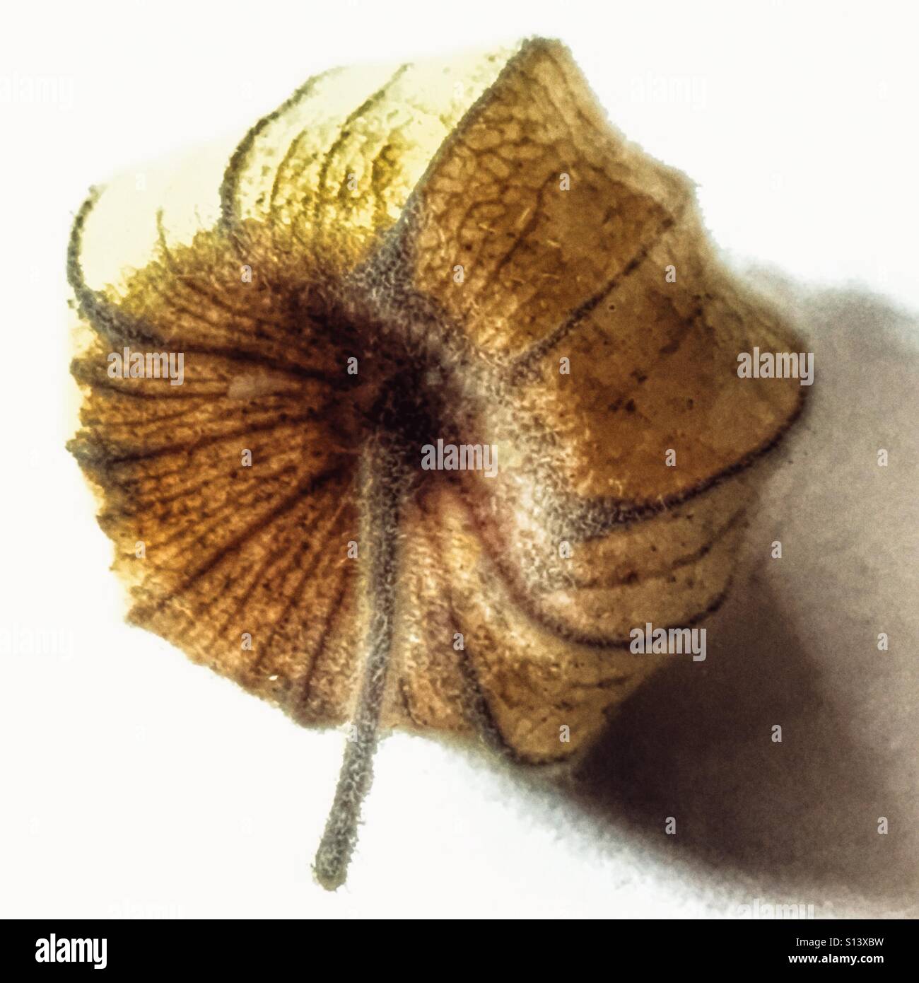 Cape gooseberry. Physalis peruviana - Immagine stock catturata con smartphone