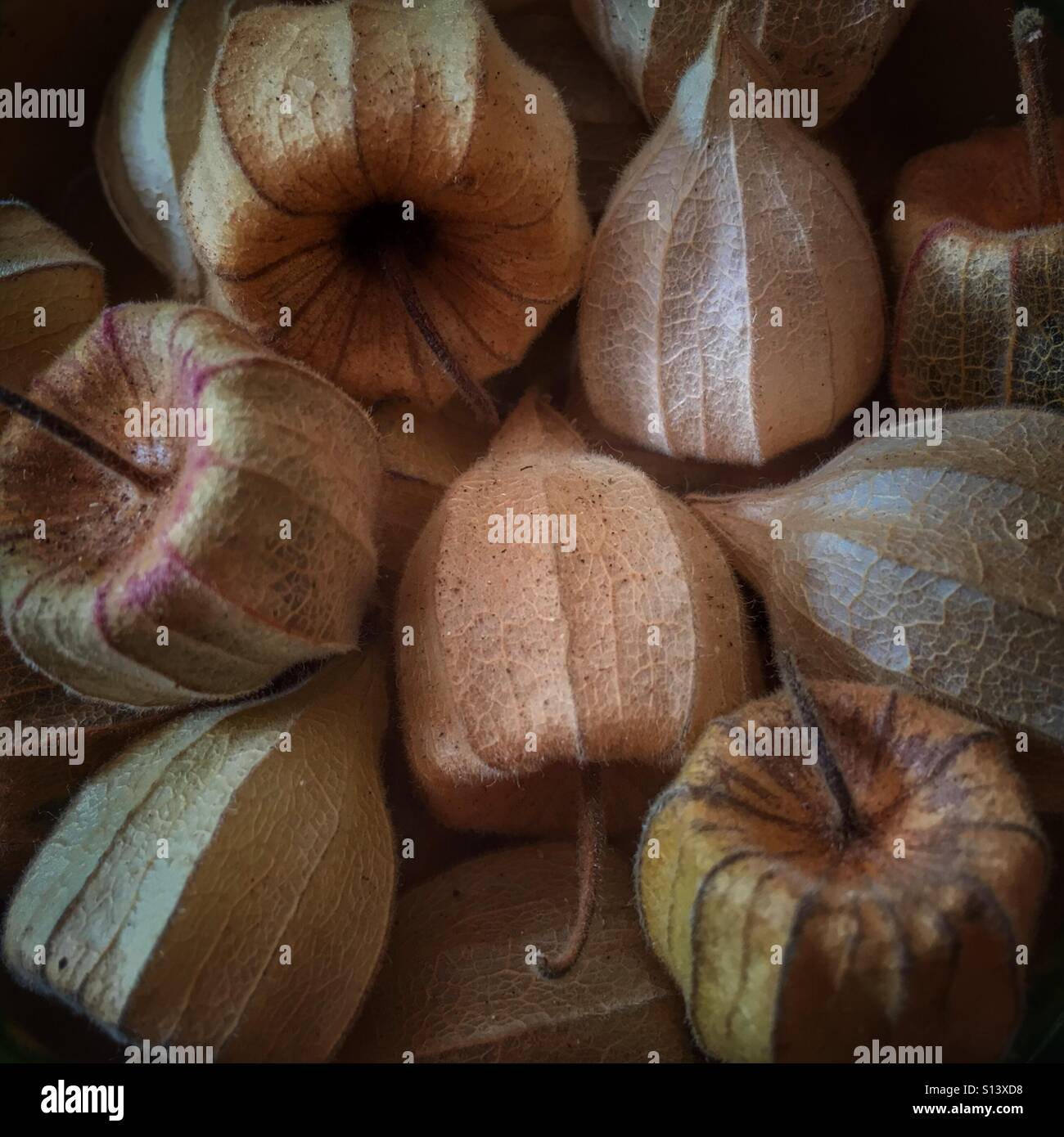 Ribes del capo. Physalis peruviana Foto Stock