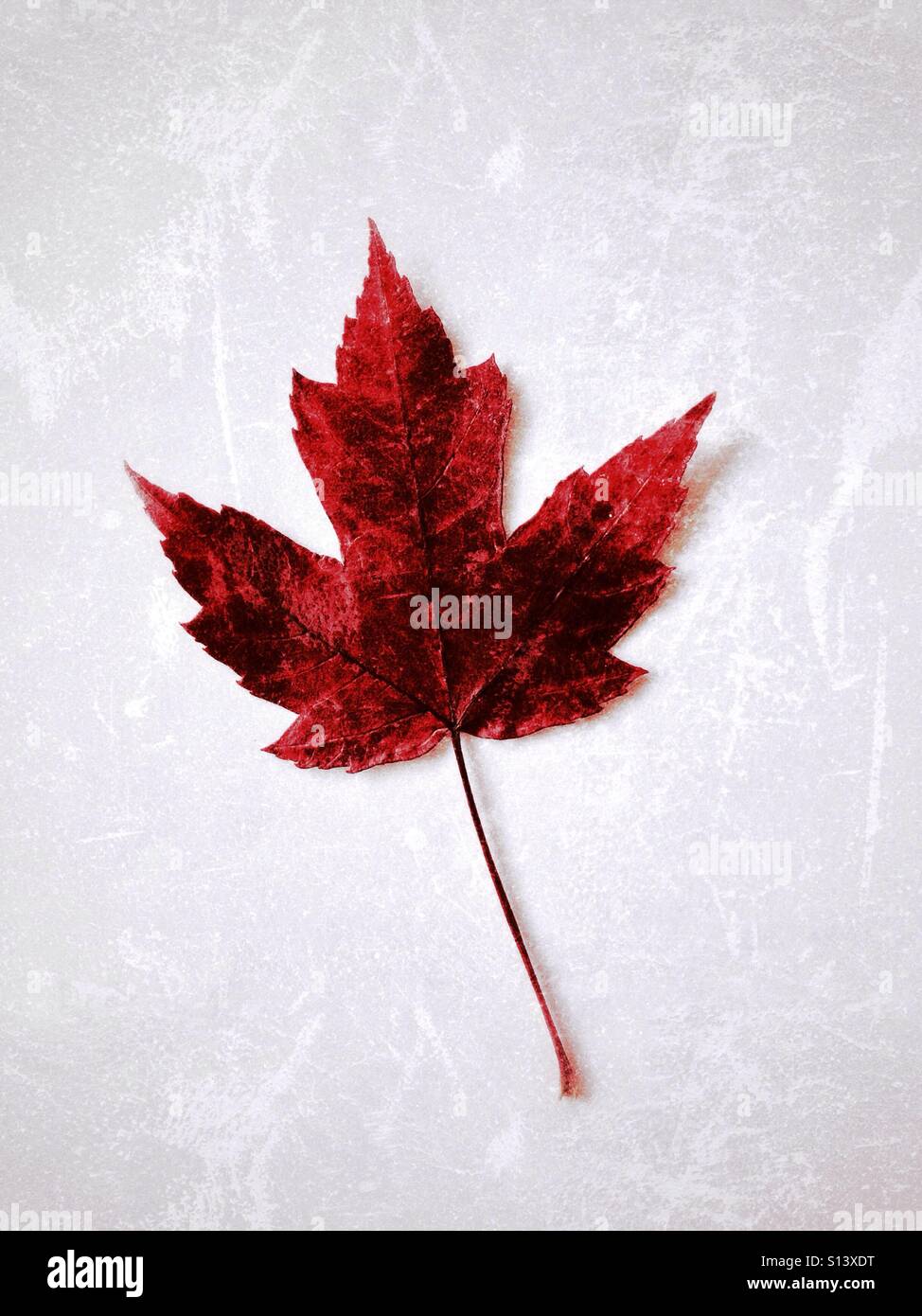 Caduto red maple leaf , con sfondo a trama. Uno dei molti di questi lascia per essere trovati nel centro cittadino di Vancouver. - Immagine stock catturata con smartphone