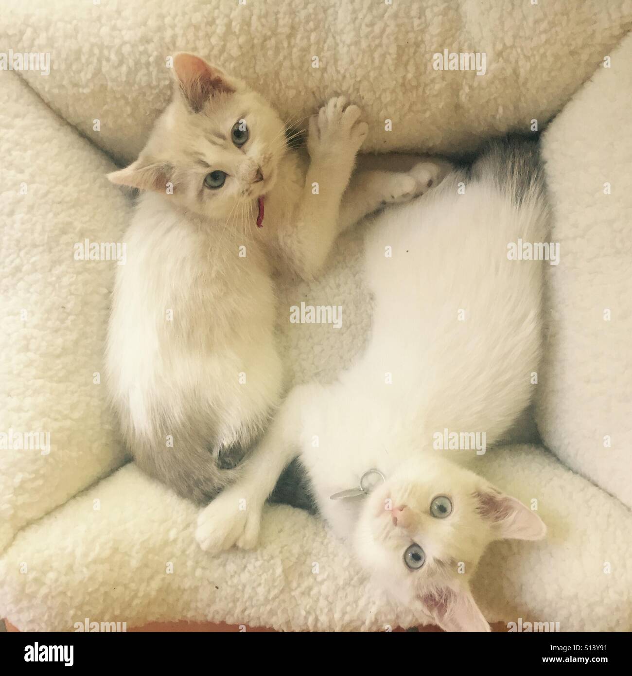 Due gattini mettetevi comodi in una crema colorata letto pet. Foto Stock