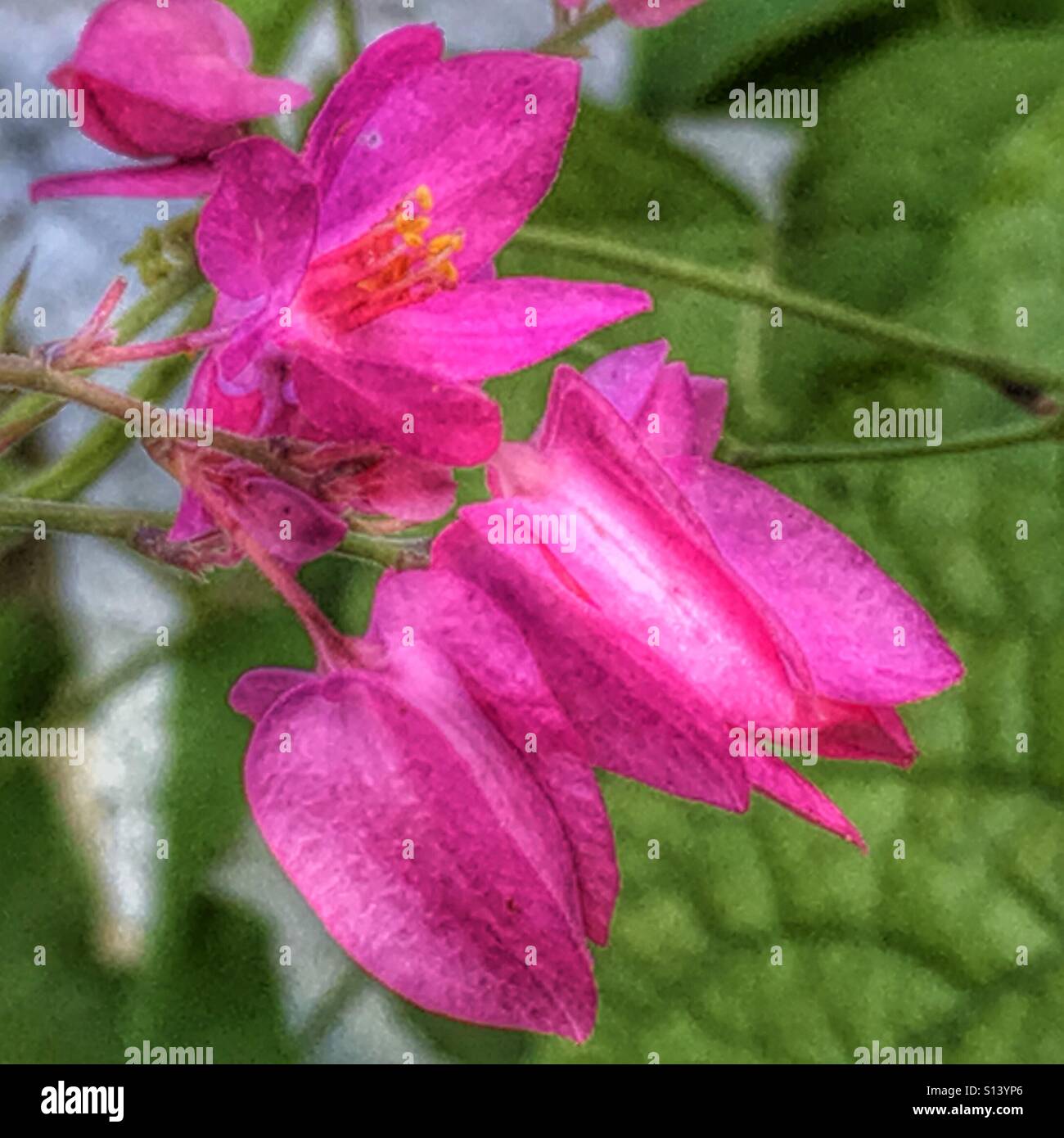 Vitigno di Honolulu, fiori - Immagine stock catturata con smartphone