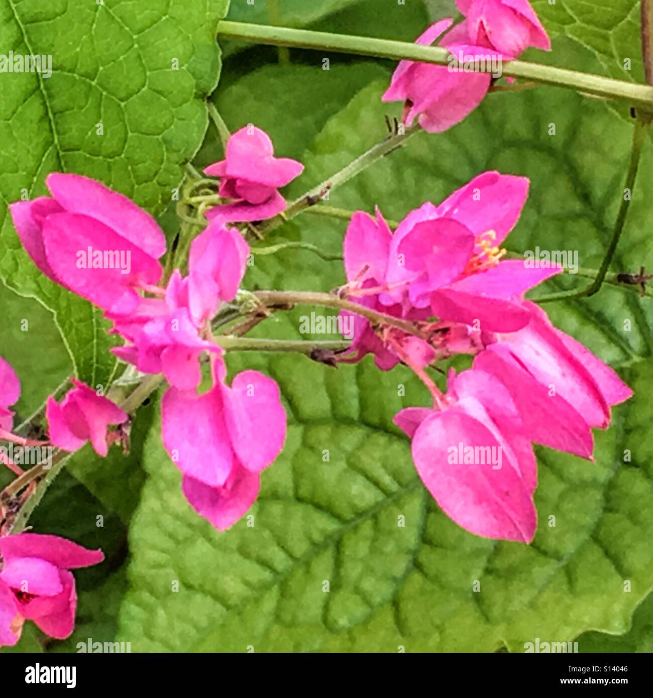 Antigonon leptopus. Vitigno di Honolulu, fiori - Immagine stock catturata con smartphone