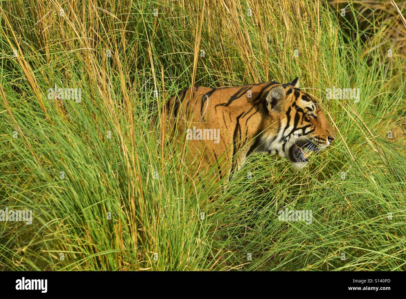 Tiger in Ranthambore foresta di India Rajasthan. - Immagine stock catturata con smartphone