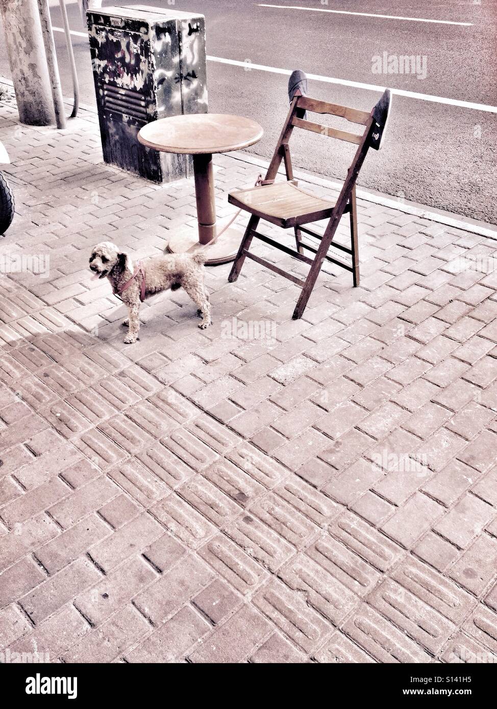 Di piccole dimensioni e di colore bianco cane Giocattolo legato con Rosso guinzaglio per legno sedia spiaggia con un paio di scarpe appeso su di esso lungo il marciapiede marciapiede Foto Stock