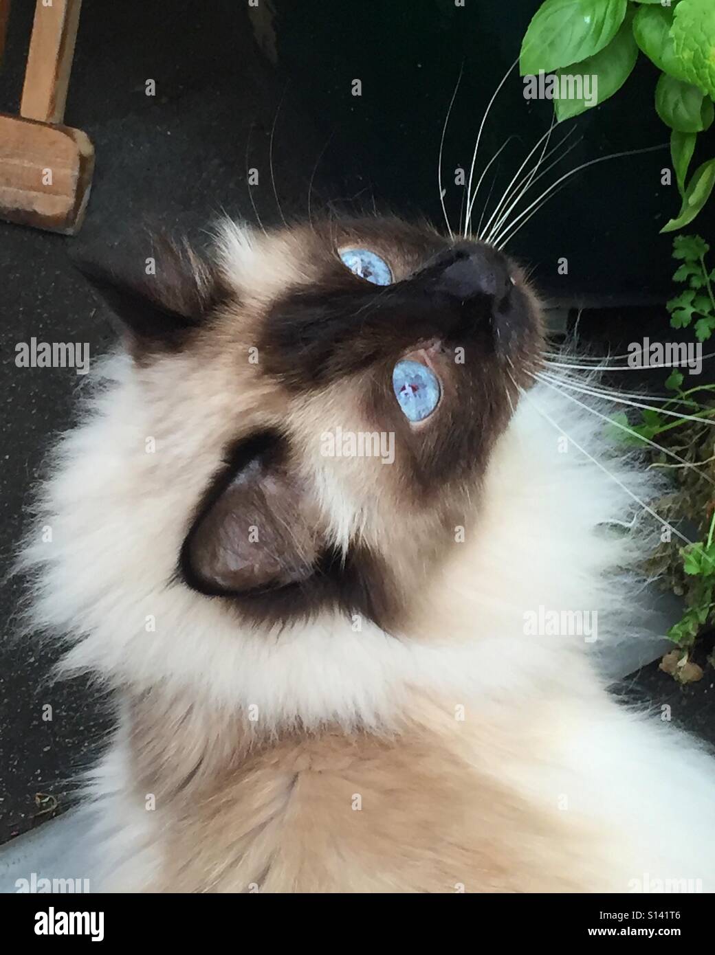 Birman cat cercando - Immagine stock catturata con smartphone